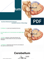 cerebellum b y den