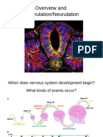 NEUR 335 Early Brain Development