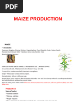 Maize Production