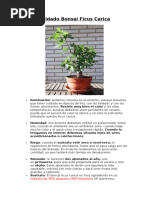 Cuidado Bonsai Higuera (Ficus Carica)