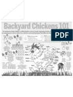 Backyard Chickens