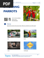 swearing-parrots-american-english-teacher