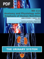 Chapter-15-The-Urinary-System-1_4283ca027e4178babe0473940c35191d