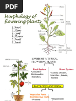 Ch 5 Morphology of Flowering Plants-converted 1