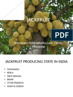 Jackfruit