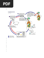 Life Cycle of Taenia -2