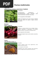 Copia de Copia de Vaporub (Plectranthus Oloroso, Tomentosa o Hadiensis) Pro_20241110_140515_0000