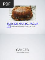 Cáncer