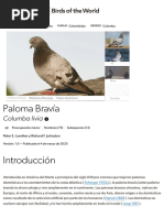 Paloma Bravia - Columba livia - Birds of the World (1)