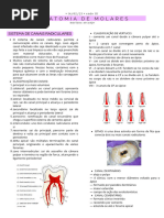 Anatomia de Molares (1)