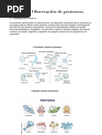 Informe Protozoos 2 Eva