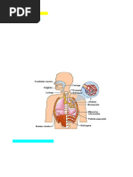 1 Sistema Respiratório