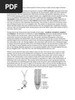 ZOOA_SEM2_COR04P_Onion-root-tip-mitosis-AM