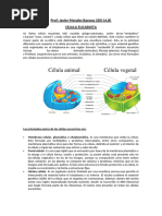 CELULA ANIMAL Y VEGETAL (6)