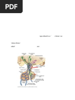 Endocrine_notes