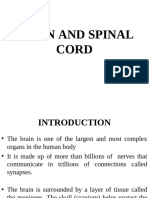 Brain and Spinal Cord