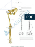 90446214 Anatomia Miembro Inferior UAP Examen