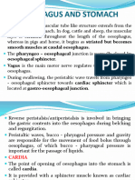 2 Oesophagus and Stomach