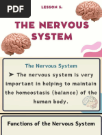 Nervous System (1)