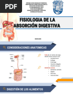 DIAPOS DIGESTION Y ABSORCIÃ_N