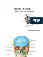 Anatomia Cornete Inferior