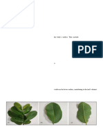 Review of Psidium guajava Leaves as a Natural  Resource in Cosmetic Science