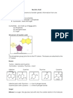 Nucleic Acids Handout