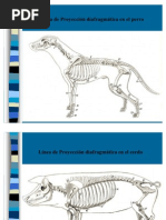 Topografia Monogastricos