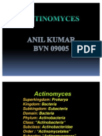 ACTINOMYCES