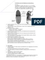 Anterior Posterior Axis Patterning in Drosophila