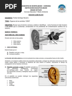 Taller No 001 Organos de Los Sentidos Oido