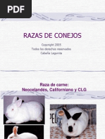 02 Razas de Conejos