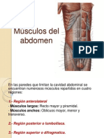 Músculos Del Abdomen