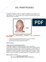 Sistema Endocrino Paratiroide