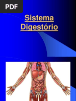 1.4 - Sistema Digestório