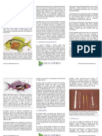 Anatomia Interna Basica Diseccion de Un Pez