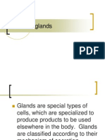 Exocrine Glands