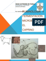 Ruminologia y Fermentacion Capri