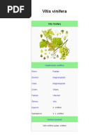 La Vid (Vitis Vinifera) .