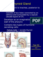 Endocrine System 2