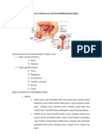 Anatomi Dan Fisiologi Sistem Reproduksi Pria Rus