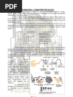 Cariotipo Ficha