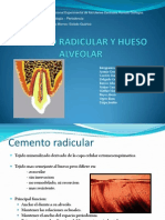 Cemento Radicular