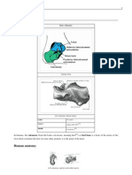 Calcaneus 