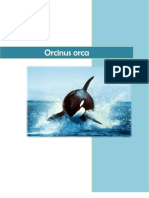 Orcinus Orca