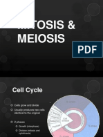 Mitosis & Meiosis