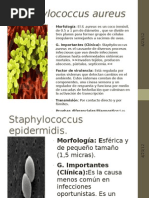 Staphylococcus Aureus