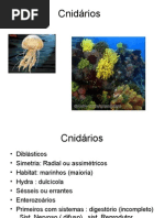 Cnidarios