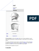 Hueso Parietal