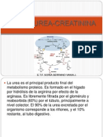 Ciclo Urea Creatinina